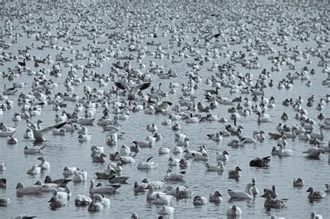 Premium Photo | Flock of geese on lake