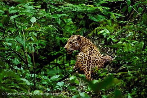 Jaguar (Panthera onca) in lowland tropical rainforest, Manu National ...