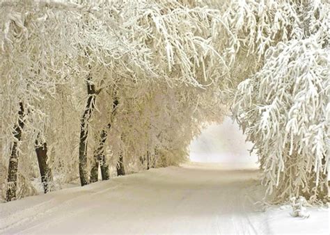 Winter Wonderland Backdrop