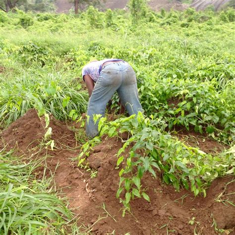 African Yam Farm | Planting African yams in Ushafa Village, … | Flickr