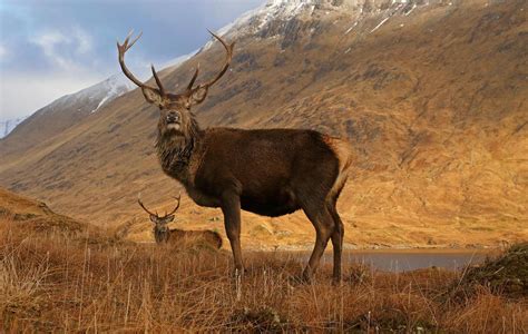 Wildlife in Scotland & Native Scottish Animals | VisitScotland