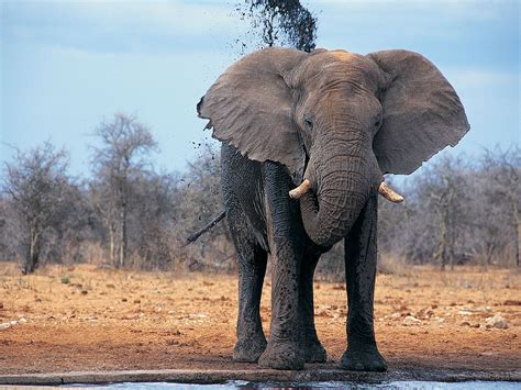 Found on Bing from thenatureoftheworlds.blogspot.com | Elephant wallpaper, Elephant, African ...