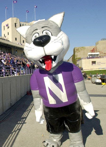 Willie the Wildcat - Northwestern University Athletics | Wild cats, Northwestern university ...