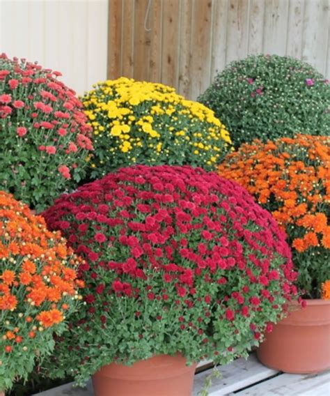 Fall Hardy Mums | Planting mums, Hardy mums, Blooming plants