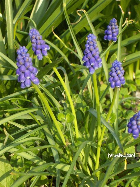 Karen`s Nature Photography: Group of Blooming Purple Grape Hyacinth.