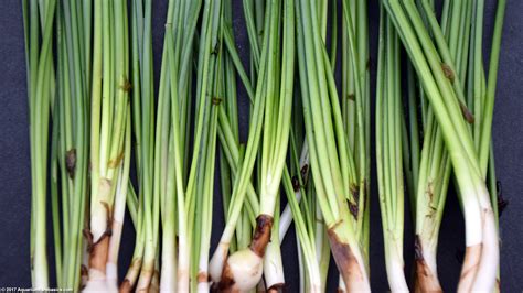 Dwarf Onion Plant Care: Size, Bulb, Roots & Planting