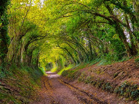 Halnaker Windmill Trail – Discover the Fairytale Halnaker Tree Tunnel ...