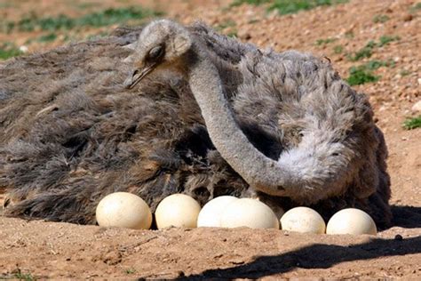 Animales Ovíparos: Cuáles son, Cómo Nacen, Nombres y Ejemplos