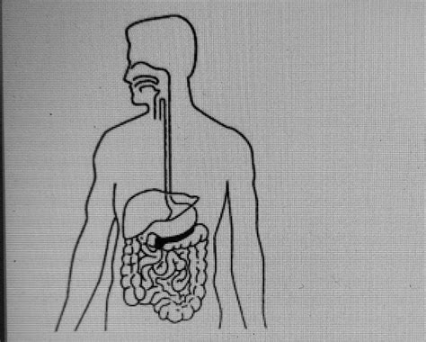 in the human body organ systems interact with each other to maintain ...