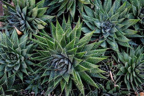 How To Grow And Care For Lace Aloe (Aloe Aristata)