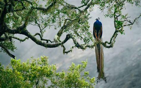 Peacock Information : Bird Lovers Must Know! - Jual Ayam Hias