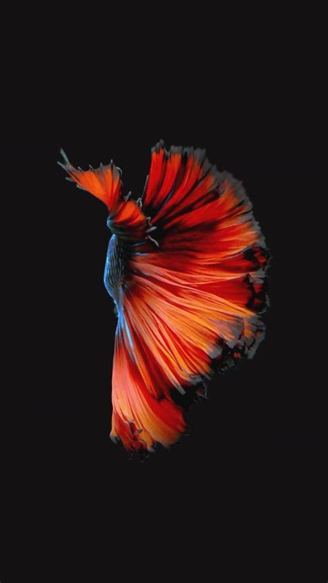 Download Fancy Betta Fish Iphone Live Wallpaper | Wallpapers.com