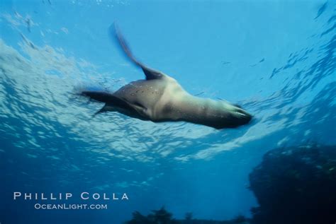 California sea lion, swimming with foreflippers, Zalophus californianus photo