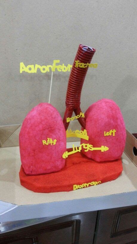 3d Model Of Respiratory System Project