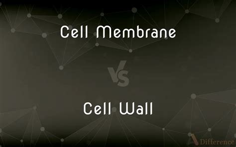 Cell Membrane vs. Cell Wall — What’s the Difference?