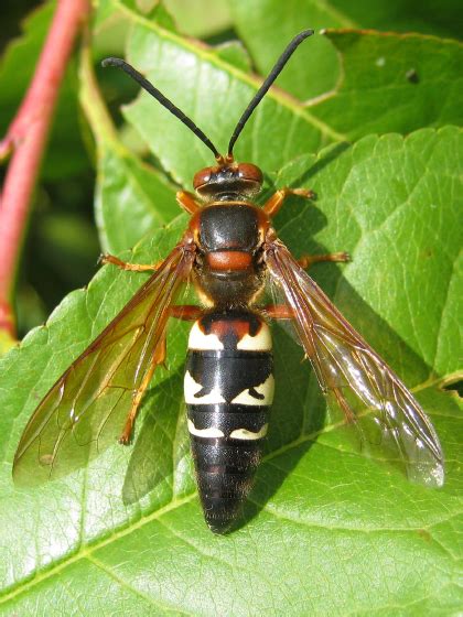 Eastern Cicada Killer - Sphecius speciosus - BugGuide.Net