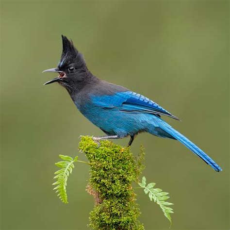 Steller's Jay | Fourth Grade Study Guide | Marin Audubon Society Junior Birdwatchers