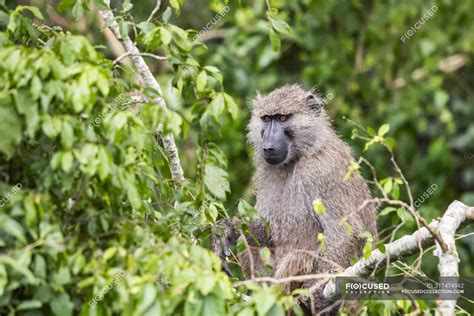 Baboon in a tree, Queen Elizabeth National Park; Western Region, Uganda — east africa, place of ...