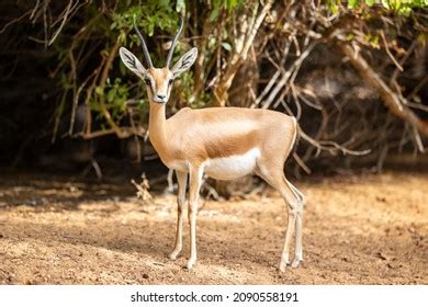 1,933 Arabian gazelle Images, Stock Photos & Vectors | Shutterstock