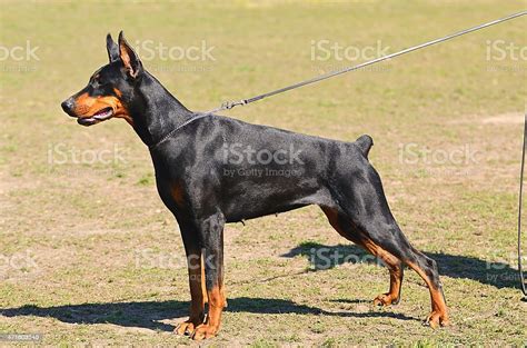 Doberman Pinscher Portrait Stock Photo - Download Image Now - Doberman Pinscher, Aggression ...