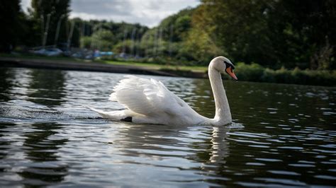 Swan Beak Feathers - Free photo on Pixabay - Pixabay