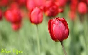 Bunga Tulip Merah Koleksi Foto - Alam Mentari