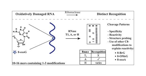 Reactivity and Specificity of RNase T1, RNase A, and RNase H toward ...