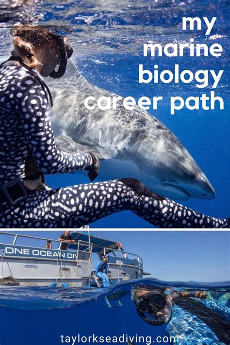 My Marine Biology Career Path - Shark Diving | Marine biology, Marine biologist, Marine