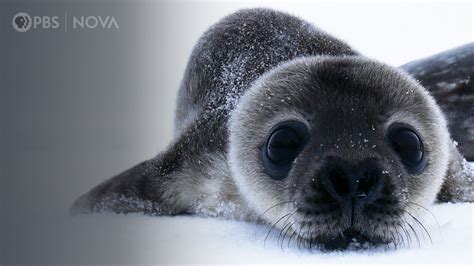 How Antarctica’s Cutest Baby Seals Grow Up | Antarctic Extremes