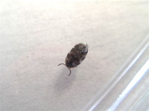 Get Furniture Carpet Beetle Life Cycle Images - Carpet Beetle New 2021