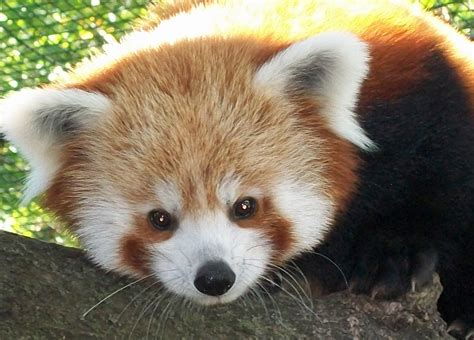 Fort Wayne Children's Zoo | Hello, Goodbye: Red Panda Update