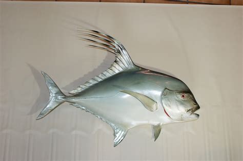 Roosterfish – Weise Taxidermy