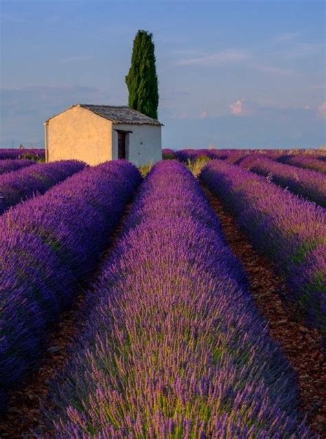 Lavender field, Valensole, France | Lavender fields france, Lavender ...