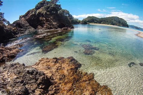 Bay of Islands Tour: Swim with Dolphins in New Zealand