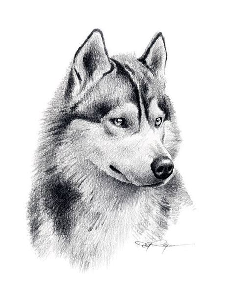 SIBERIAN HUSKY Art Print Pencil Drawing by Artist DJ Rogers - Etsy ...