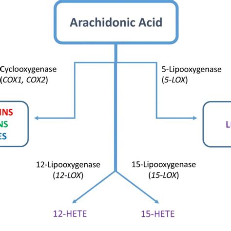 Biosynthesis of eicosanoids. Arachidonic acid metabolism is initiated... | Download Scientific ...