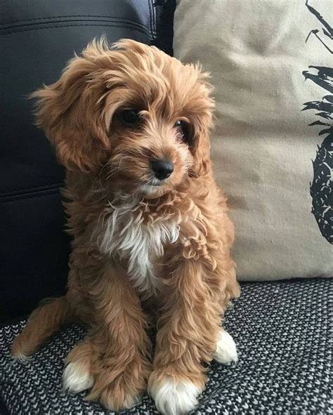 Types of Cavapoo Colors: Tri-Color, Black, White, etc. (2022) - We Love ...