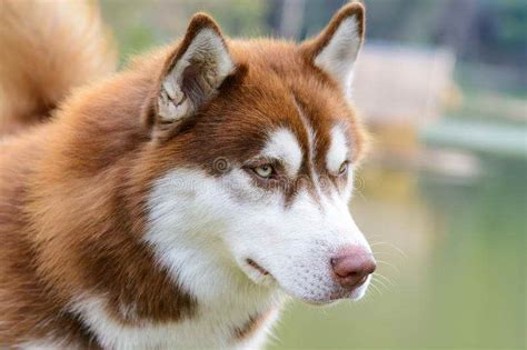 Brown Siberian Husky | PETSIDI