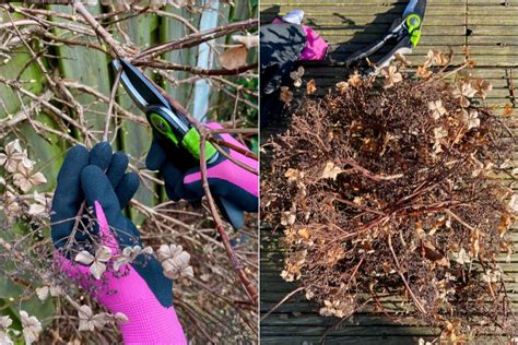 How & When To Deadhead & Prune Your Climbing Hydrangea