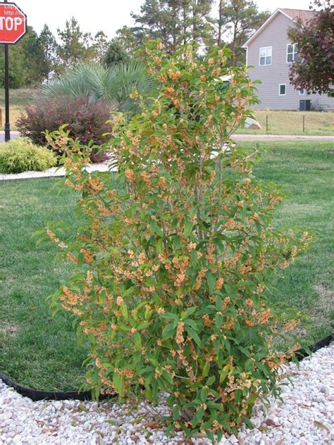 PlantFiles Pictures: Osmanthus, Fragrant Tea Olive, Sweet Olive 'Aurantiacus' (Osmanthus ...