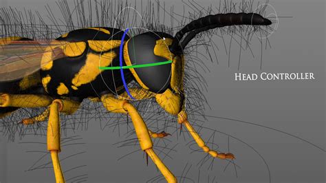 Vespula Squamosa Rig Model - TurboSquid 1247396