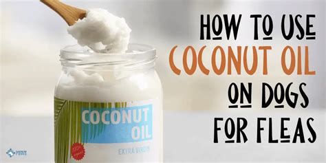 Does Coconut Oil Kill Fleas On Dogs? (+ How To Use It Safely!)