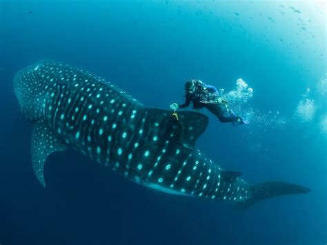 Endangered Sharks of the Galapagos - Think Galapagos