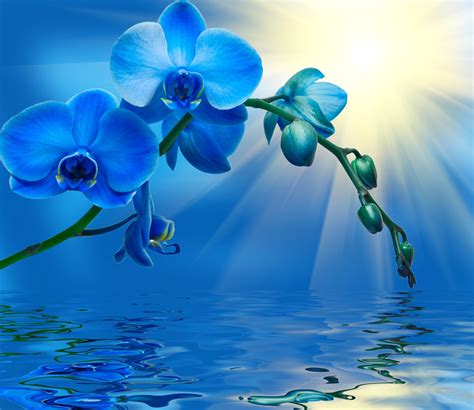 Blue Orchid Wallpaper - WallpaperSafari