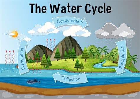 The Water Cycle - Biology Online Tutorial