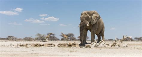 Top national parks in Namibia that you must visit for the best game viewing