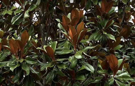 Is the southern magnolia a messy tree? - Gardening Channel