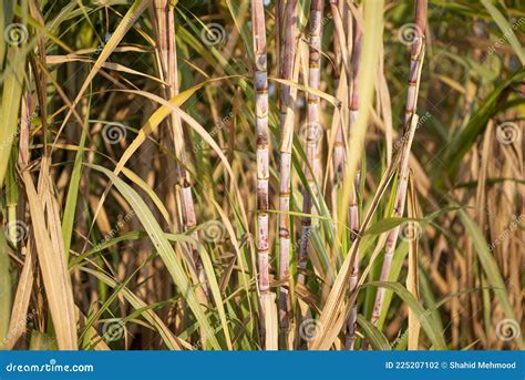 Sugarcane Crop is Ready To Harvest, Stock Photo - Image of industry ...