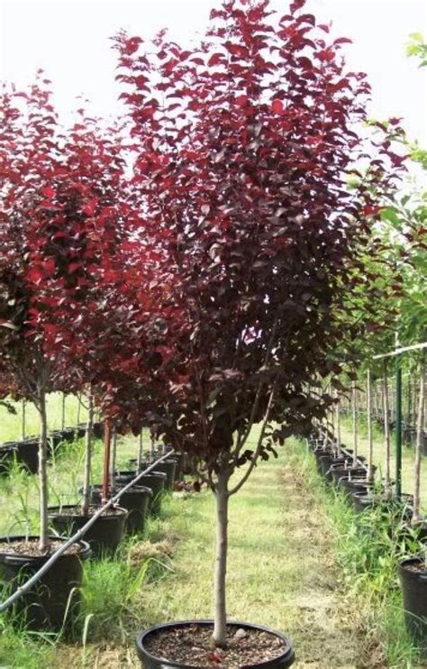 Beautiful Blooming Plum Tree