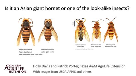 Asian giant hornet compared to others - AgriLife Today